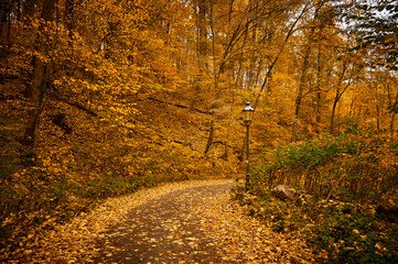 autumn forest, fallen leaves, road in autumn forest,