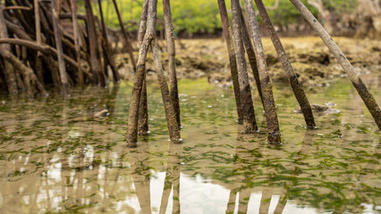 The mossy roots of mangrove plants are stuck in the sandy beach waters with seaweed around them