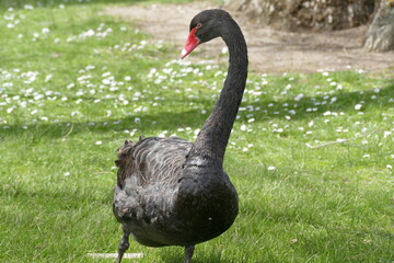 black swan on the grass