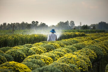 Fototapeta premium couple in the field