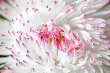 Makroaufnahme geschlossener Zungenblüten mit rosa Spitze eines Gänseblümchens