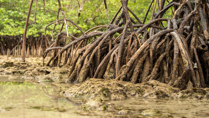 network of mangrove roots on a sandy beach with a mangrove forest in the background.concept of world mangrove day and environmental conservation