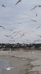 Nature's choreography above the waves