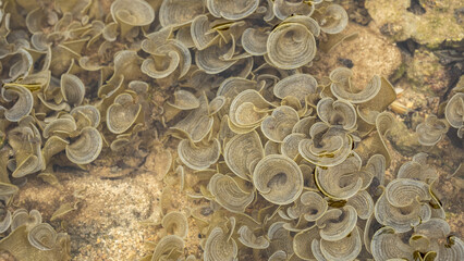 Close-up of Padina pavonica brown algae, also known as peacock's tail. A natural aquatic wallpaper showcasing vibrant coral reef life, perfect for marine-themed backgrounds and ocean environments.