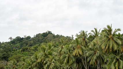 Obraz premium 4K, FHD wallpaper displaying a stunning view of rows of coconut trees with Bukit Barisan and tropical forests, set against a bright white background, capturing the beauty of nature in Sumatra