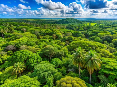 Arabuko Sokoke Forest Reserve in Kilifi County, Kenya, showcases lush trees and vibrant biodiversity, celebrating the