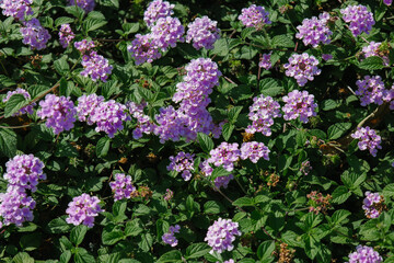 Blossom of bright of Lantana montevidensis in Canary Island. Popular landscape plant. Purple small trailing lantana in family Verbenaceae. Seasonal wallpaper for design. Woody shrub with pink flowers