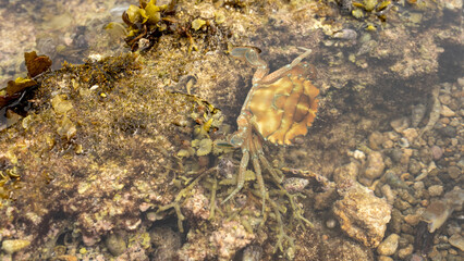 Close-up of a coral reef on the coast with saltwater crabs crawling around. Ideal for an aquarium background concept, showcasing marine life in its natural habitat.