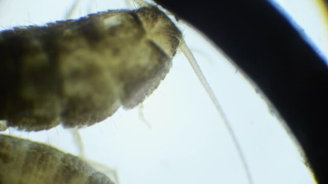 A silverfish insect magnified under a microscope, showing its shiny, silver body, long antennae, and three bristles at the tip of its tail in slow motion.