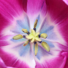 Full frame pink tulip flower