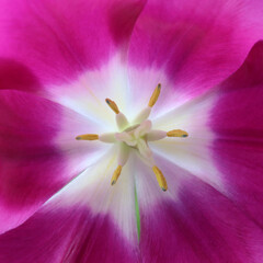 Full frame pink tulip flower
