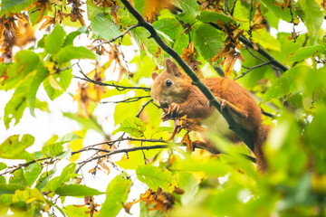 Squirrel on a tree, eastern Poland