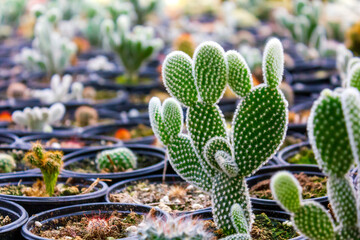 Close-up of Opuntia microdasys cactus in a greenhouse surrounded by various small cacti in pots.