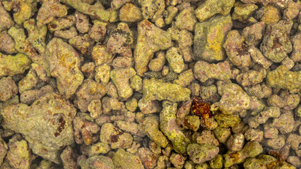 Close-up underwater view of encrusted coral formations, covered in sand and algae. The textured marine environment reveals natural erosion and buildup in shallow coastal waters.