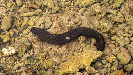 close-up photo, a large black sea cucumber on a shallow coastal coral reef. Aquarium background concept and marine life
