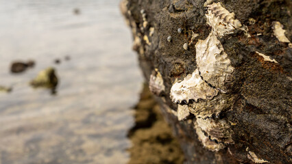oysters or sea shells with white shells attached to large rocks with beach background