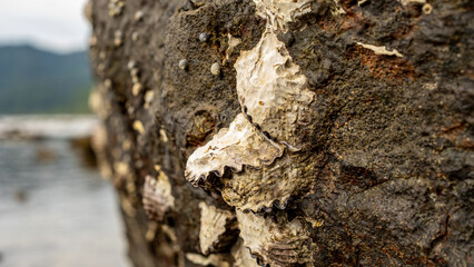 oysters or sea shells with white shells attached to large rocks with beach background