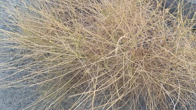 Orchard grass slow motion in the wind, dactylis glomerata
