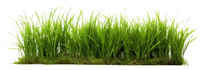 PNG A filed of a lot grass plant lawn tranquility.