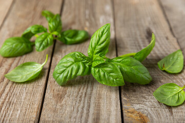 Green basil leaves on a textured wooden background. Kitchen herbs, spices. Fresh green organic basil. Vegan. Greens for salad. Place for text. Copy space.