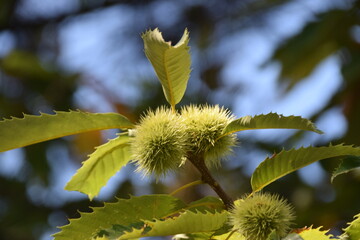 Chataignier d'italie Bogue du chataignier