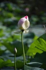 Nenuphares roses sur un lac en Italie 