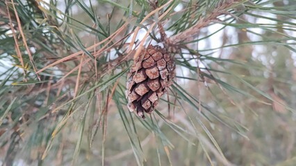 close up of a cone