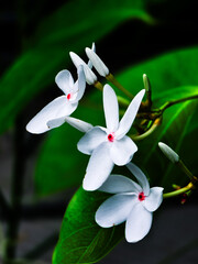 Fototapeta premium Kopsia singapurensis (White Kopsia) 