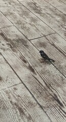 bird on the wall, old wood texture