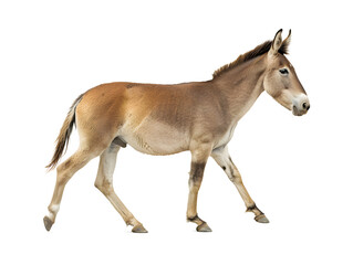 Obraz premium Indian wild ass donkey isolated on transparent background