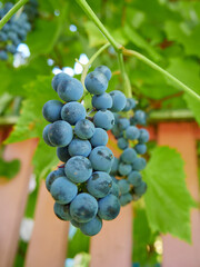 Bunch of blue grapes on vine with green leaves in vineyard