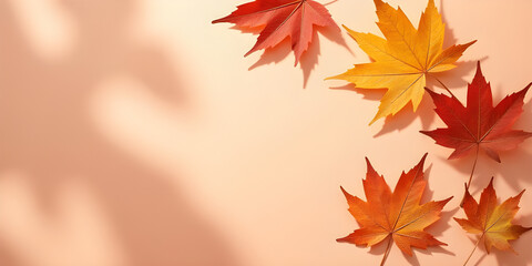 Obraz premium Dried maple leaves on pastel sunlit background with shadow. Autumn, fall, thanksgiving day concept. Flat lay, top view