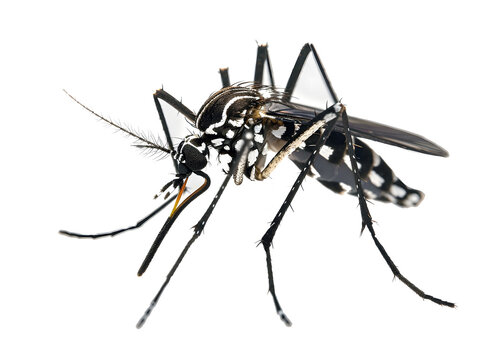 Asian tiger mosquito isolated on white background
