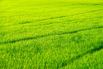 Lush Green Rice Field Under Bright Sunshine