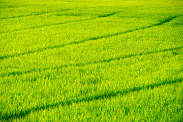 Lush Green Rice Field Landscape in Bright Sunlight