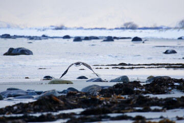 Aquila vola sui fiordi innevati sull'isola di Andoya (Vesteralen) in Norvegia. Febbraio 2024