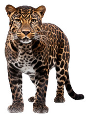 Obraz premium PNG Leopard leopard wildlife animal.