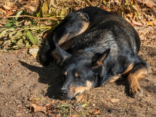 A black dog lies on the ground