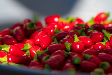 The small red Birds Eye Baby Chili collection after harvest phase