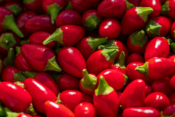 The small red Birds Eye Baby Chili collection after harvest phase