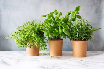 Growing aromatic herbs for cooking at home: basil, rosemary, thyme in pots