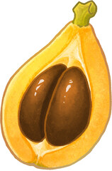 Illustration of Loquat8_half with seed