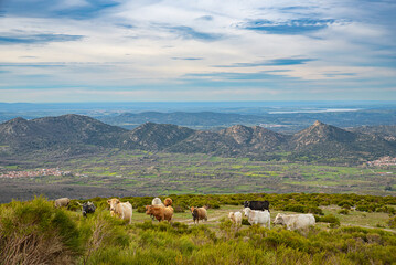 Obraz premium A herd of cows grazing on a hill. Beatiful valley and mountain landscape. Sierra de Gredos National Park, Avila Province, Spain