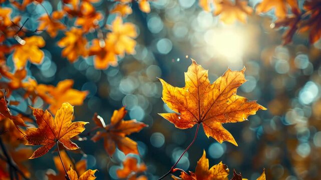 A single maple leaf catches the sunlight, showcasing the beauty of fall