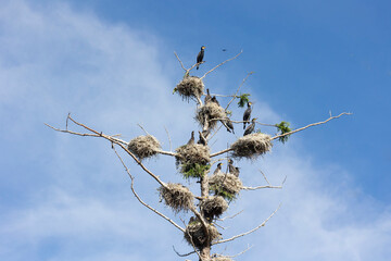 Many great cormorant nests in the trees