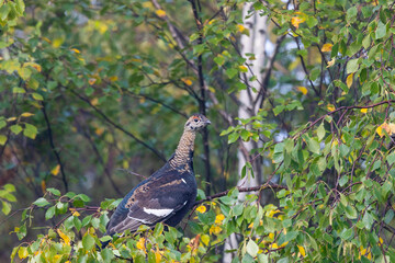 A young black grouse sits on a birch branch
