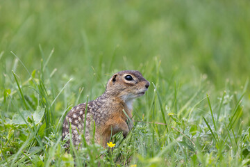 Speckled ground squirrel animal stands on its hind legs
