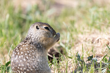 Speckled ground squirrel animal stands on its hind legs
