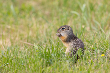Speckled ground squirrel animal stands on its hind legs