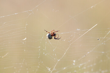 Large spider web on tree leaves close-up